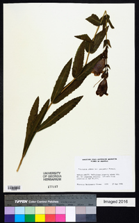 Penstemon cobaea image