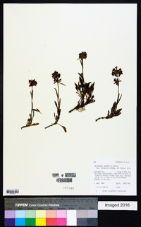 Penstemon confertus image