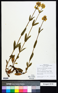 Penstemon confertus image