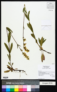 Penstemon confertus image