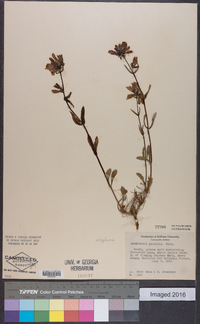 Penstemon gracilis image