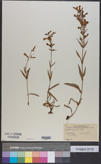 Penstemon gracilis image