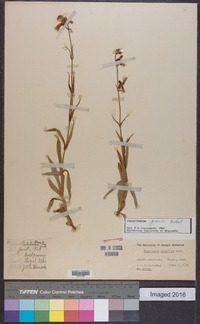 Penstemon gracilis image