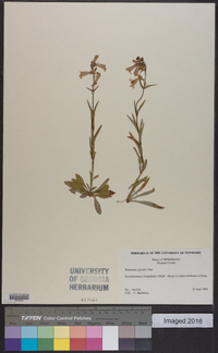 Penstemon gracilis image