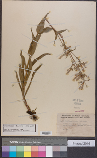 Penstemon hirsutus image