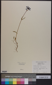 Penstemon humilis image