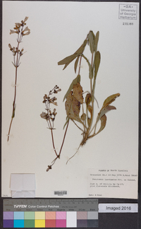 Penstemon laevigatus image