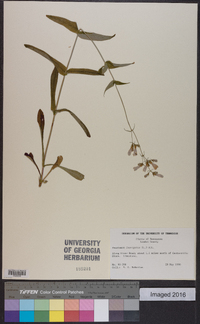 Penstemon laevigatus image