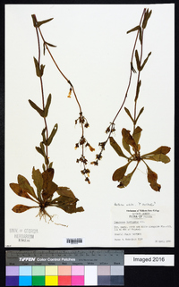 Penstemon laevigatus image