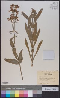 Penstemon laevigatus image