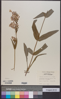 Penstemon laevigatus image