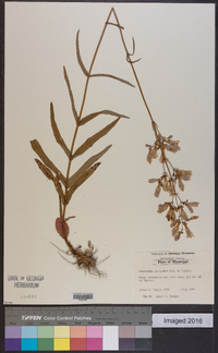 Penstemon laevigatus image