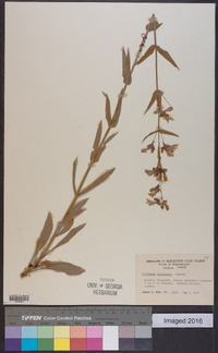 Penstemon laevigatus image