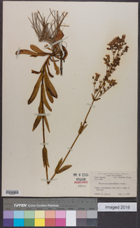 Penstemon multiflorus image