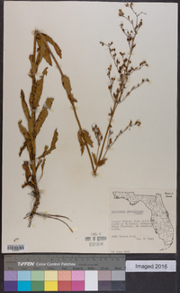Penstemon multiflorus image