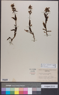 Penstemon procerus image