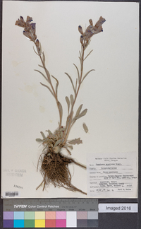 Penstemon speciosus image