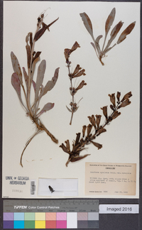 Penstemon speciosus image