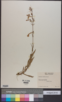 Penstemon tenuiflorus image