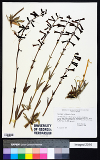 Penstemon utahensis image