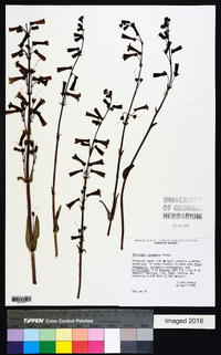 Penstemon utahensis image