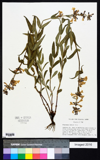 Penstemon watsonii image