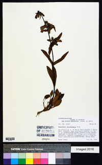 Penstemon whippleanus image