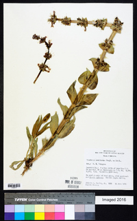 Penstemon acuminatus image