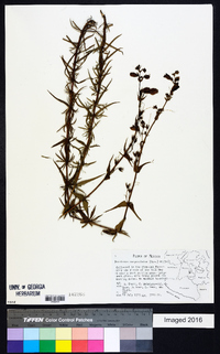 Penstemon campanulatus image