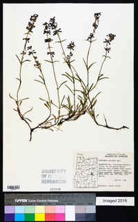 Penstemon cinicola image