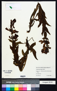 Penstemon cobaea image