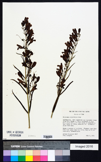 Penstemon comarrhenus image