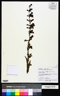 Penstemon cyanocaulis image