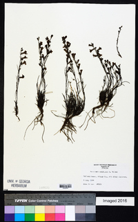 Penstemon laricifolius subsp. exilifolius image