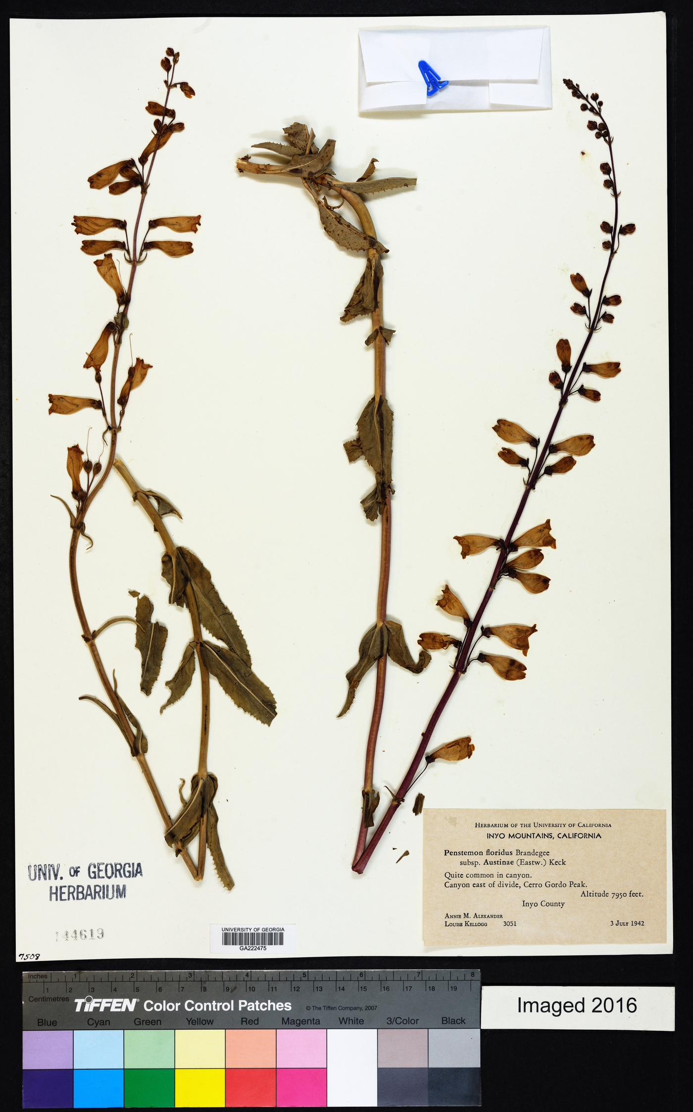 Penstemon floridus subsp. austinii image