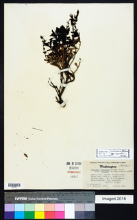 Penstemon fruticosus subsp. serratus image