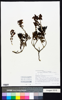 Penstemon fruticosus image