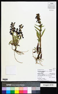 Penstemon fremontii image