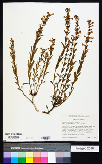 Penstemon deustus var. heterander image