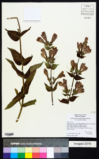 Penstemon glandulosus image