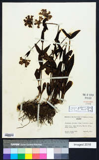 Penstemon globosus image