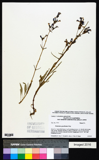 Penstemon gracilentus image