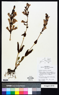 Penstemon longiflorus image