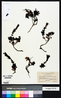 Penstemon menziesii image