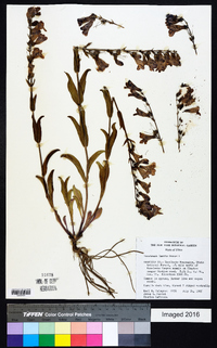 Penstemon laevis image