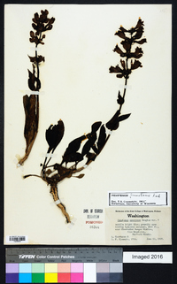 Penstemon pennellianus image