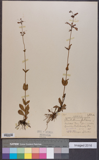 Penstemon pubescens image