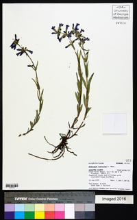 Penstemon radicosus image