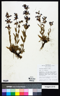 Penstemon arenicola image