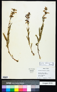 Penstemon radicosus image